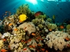 19419-desktop-wallpapers-underwater-world