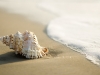 19901-desktop-wallpapers-shell